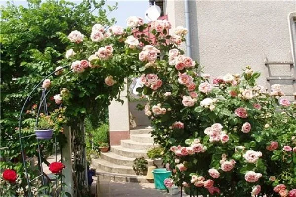 Описания лучших сортов роз группы Клаймбер и их характеристика, посадка и уход