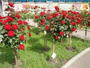 Полуштамбовые розы