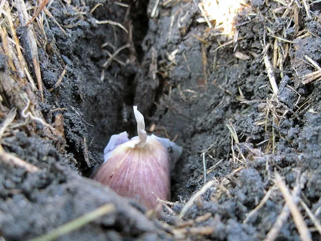 Выращивание ярового чеснока – посадка и уход