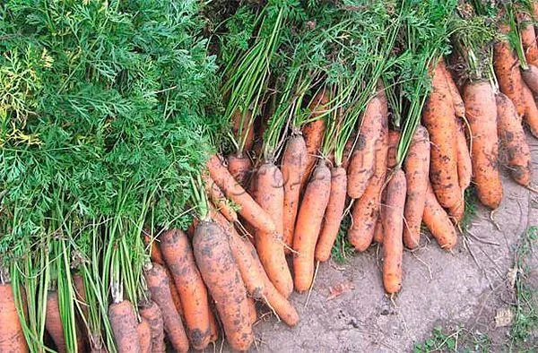 Вытягивать морковь из земли стоит очень аккуратно, чтобы не повредить корнеплоды
