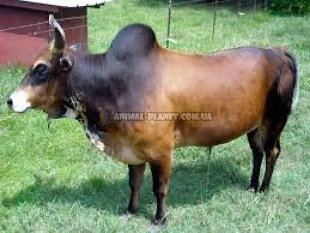 Карликовая корова зебу