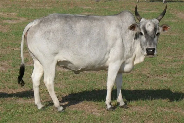 корова Зебу