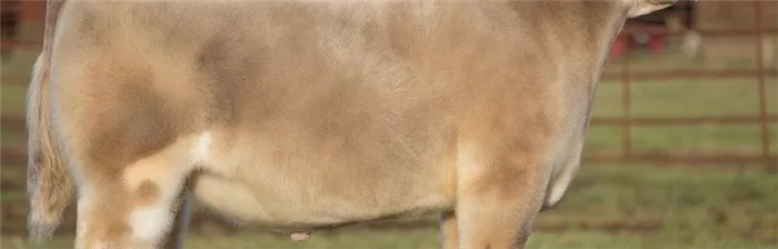 Миниатюрные коровы