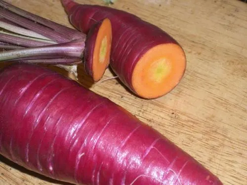 Морковь бордового цвета. Разноцветная морковь