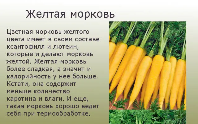 Желтая морковка