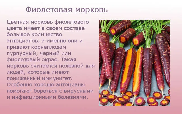 Фиолетовая морковка
