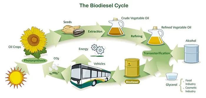 Схема производства биодизеля