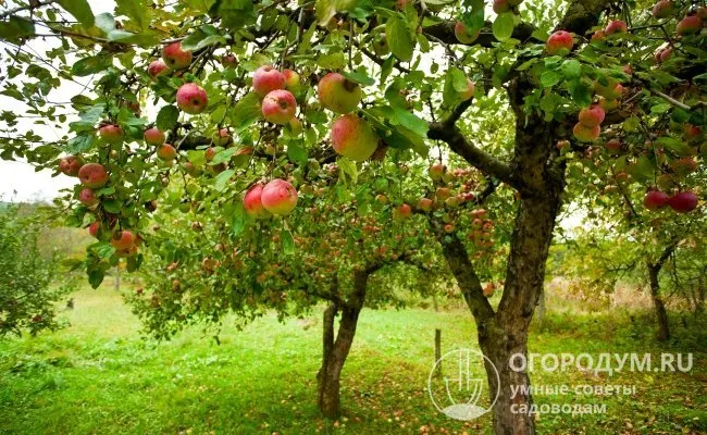 Своевременный и грамотный уход за деревьями позволяет садоводам ежегодно получать хорошие урожаи яблок