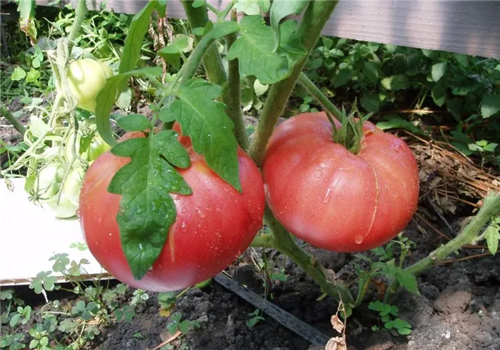 крупноплодные помидоры