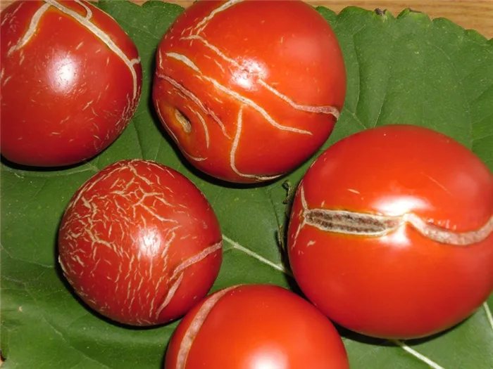 Признаки заболевания томатов