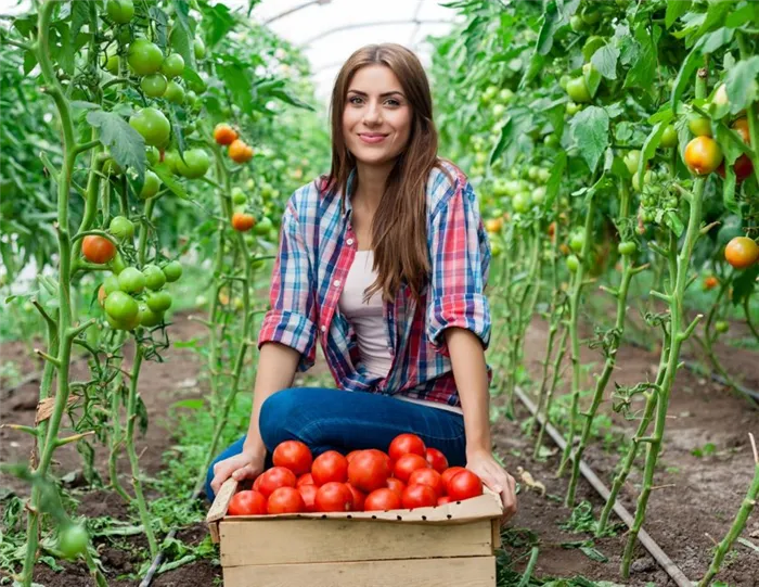 девушка в теплице с урожаем томатов