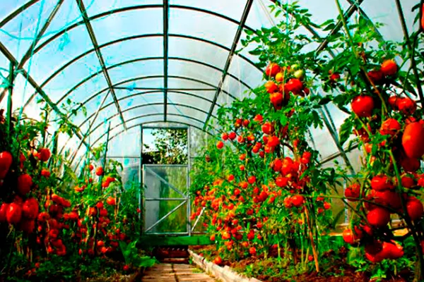 помидоры в теплице из поликарбоната