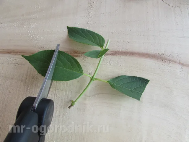 Обрезка листьев у черенков гортензии