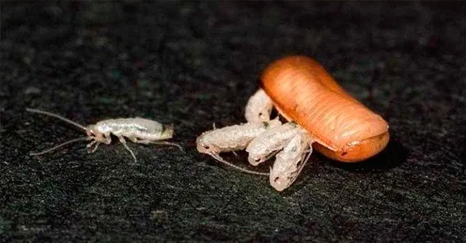 Личинки тараканов