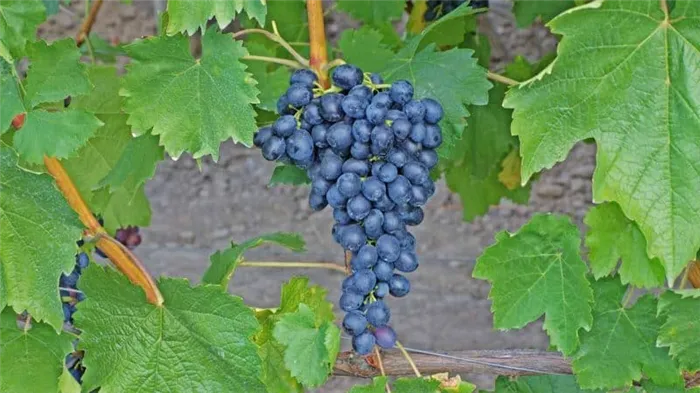 Надежные способы определить сорт винограда самостоятельно