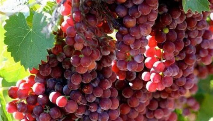 Надежные способы определить сорт винограда самостоятельно