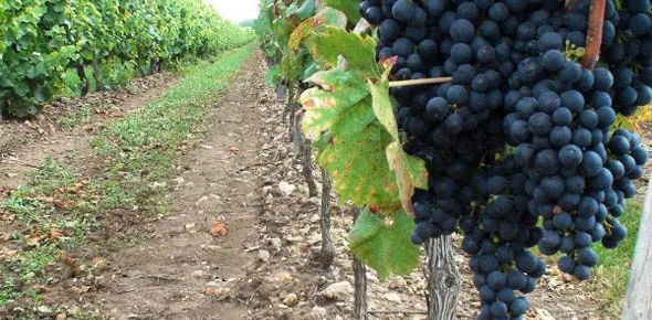 Необходимо правильно выбирать место посадки винограда