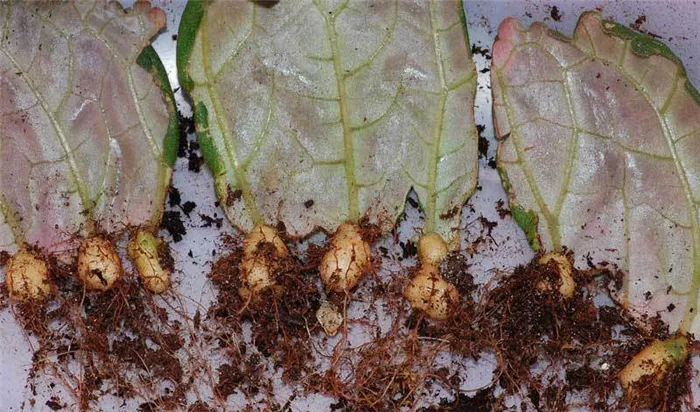 Размножение глоксинии листом