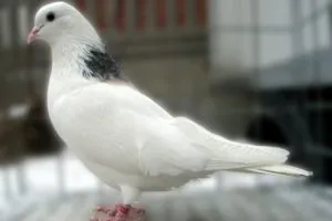 Пермский высоколетный голубь