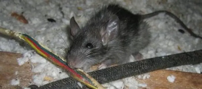Домовая мышь проявляет интерес не только к продуктам