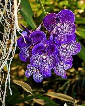 Чудесная орхидея Ванда