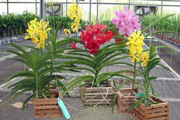 Специальные емкости для орхидеи Ванда