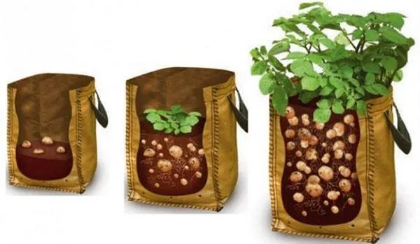 Процесс выращивания картофеля