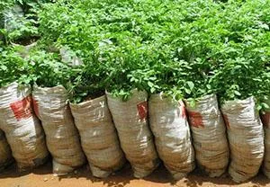 Условия выращивания картофеля