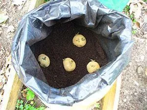 Посадка картофеля в мешок