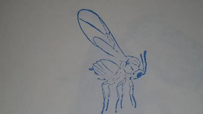 Взрослое насекомое (имаго) обыкновенной дубовой орехотворки