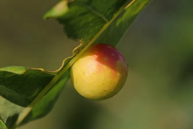 Галлы: что за яблоки на листьях дуба и кто в них живёт?