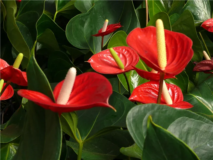 5 экстравагантных комнатных растений с красными цветами