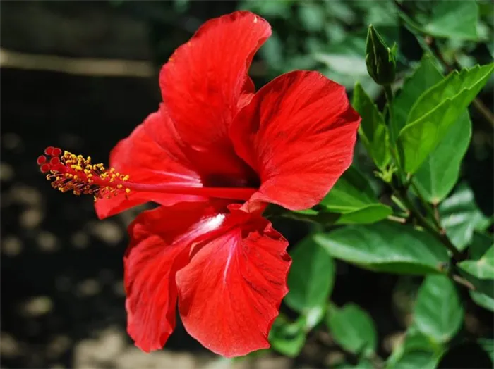 (+21 фото) Комнатные растения с красными цветами