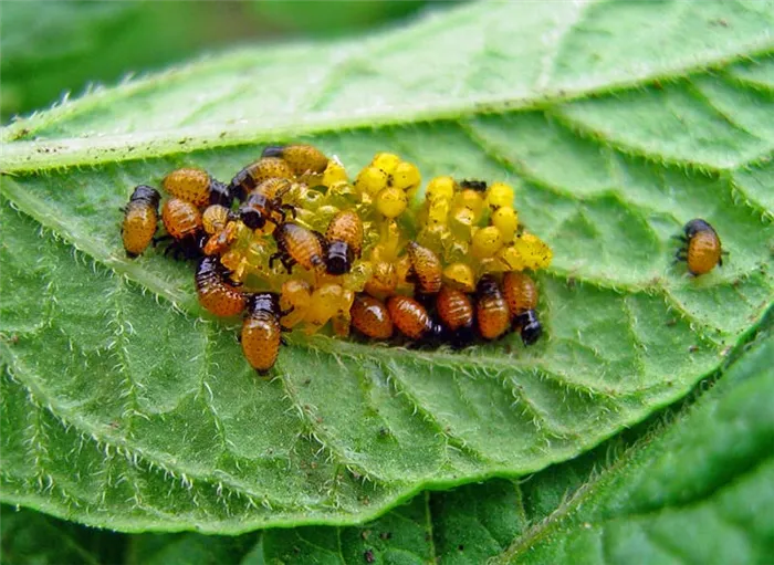 Личинки колорадского жука вылупляются из яиц