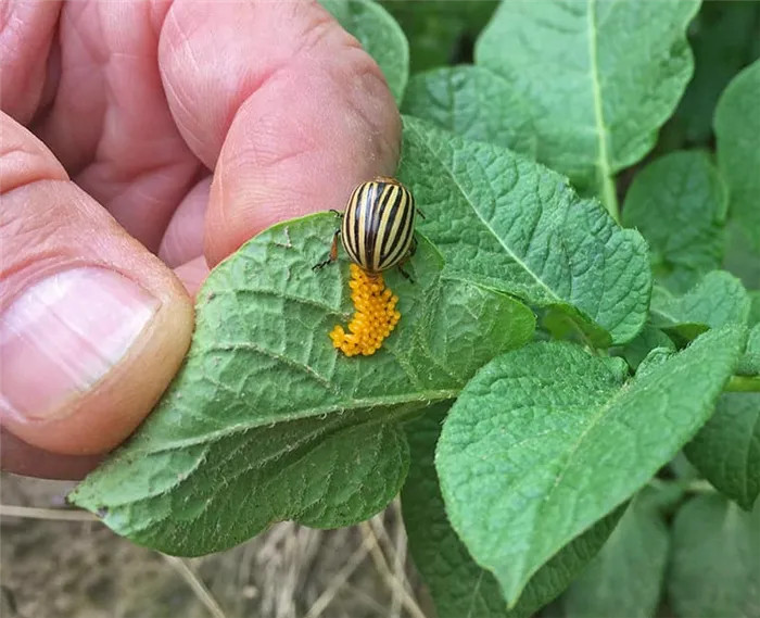 Колорадский жук откладывает яйца на листе картофеля