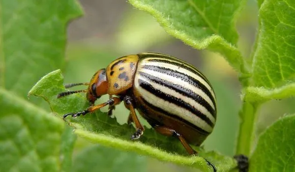 Фото: Колорадский жук в природе