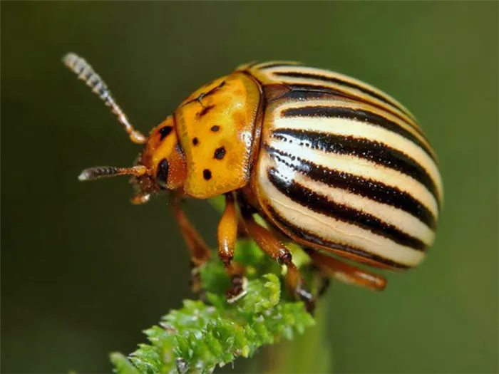 Колорадский жук – фото, описание образа жизни