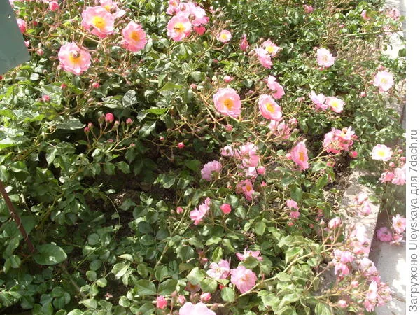 Почвопокровная роза Fleurette в групповой посадке