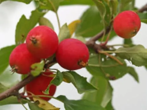 Райские яблочки растение. Райские яблони: популярные сорта и характеристика плодов
