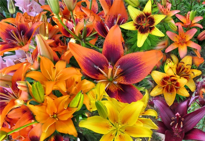 Расцветка азиатских лилий фото цветков
