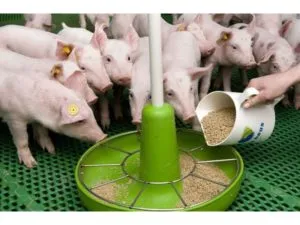 Состав и инструкция по применению БМВД для кормления свиней, как сделать своими руками