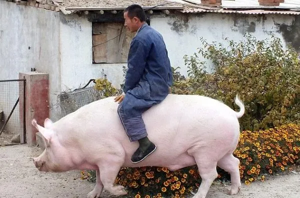 самая большая свинья в мире