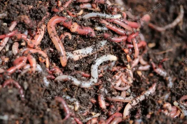 Дождевые черви улучшают качество почвы