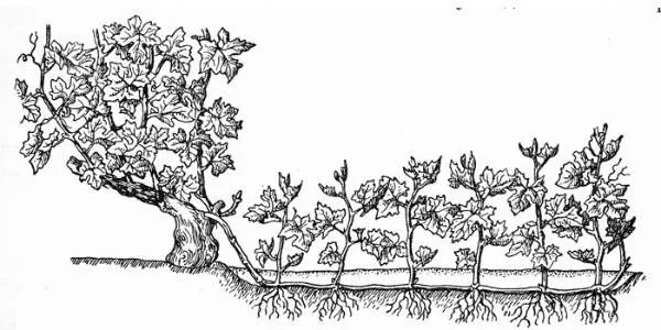 Высадка саженца винограда в яму