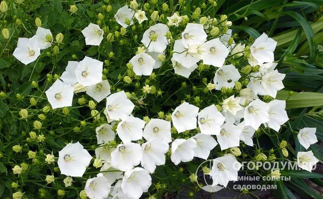 «Уайт Клипс»: высота не более 20-30 см, диаметр цветков 5 см, прекрасно подходит для бордюров, рокариев
