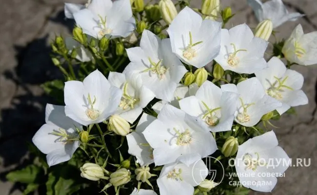 «Альба»: цветки крупные, белоснежные, кусты высотой до 40 см