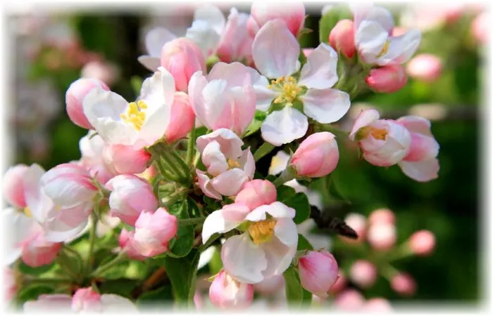 применение в медицине цветов, листьев яблони